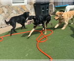 Small #2 Golden Retriever Mix