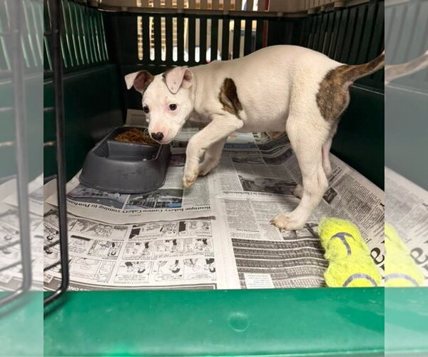 Medium Photo #3 American Pit Bull Terrier-American Staffordshire Terrier Mix Puppy For Sale in Chester, VA, USA