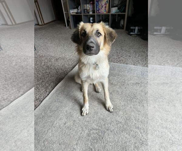 Medium Photo #3 Mutt Puppy For Sale in Coldwater, MI, USA