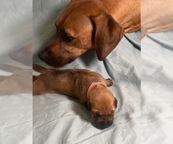 Medium Photo #6 Rhodesian Ridgeback Puppy For Sale in KELLER, TX, USA