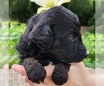 Small #6 F2 Aussiedoodle