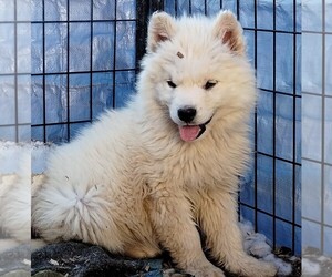 Alaskan Husky Puppy for sale in AGUANGA, CA, USA