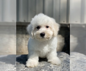 Bichon Frise Puppy for sale in CANOGA, NY, USA