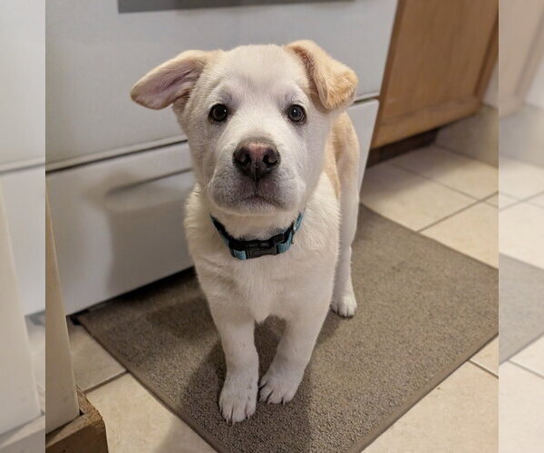 Medium Photo #6 Mutt Puppy For Sale in Vail, AZ, USA