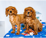 Small Cavalier King Charles Spaniel
