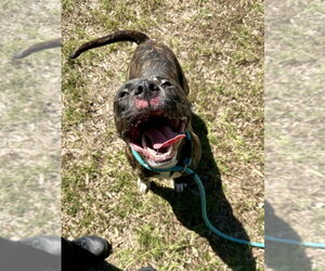 Mutt Dogs for adoption in Glen Allen, VA, USA