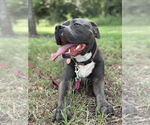 Small Photo #2 American Staffordshire Terrier Puppy For Sale in Rosenberg, TX, USA