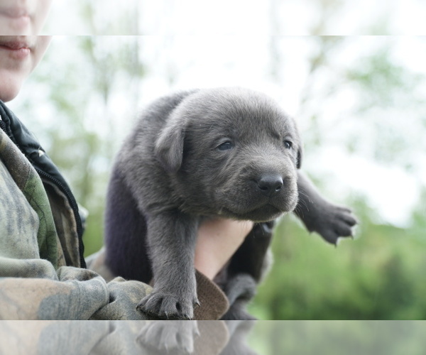 Medium Photo #4 Labrador Retriever Puppy For Sale in GREENEVILLE, TN, USA