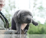 Small Photo #4 Labrador Retriever Puppy For Sale in GREENEVILLE, TN, USA