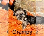 Puppy Grumpy Shih Tzu