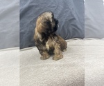 Small Photo #10 Shih Tzu Puppy For Sale in SAINT AUGUSTINE, FL, USA