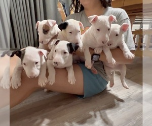 Bull Terrier Puppy for sale in COMMERCE CITY, CO, USA