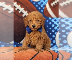 Poodle (Toy) Puppy for sale in PEACH BOTTOM, PA, USA