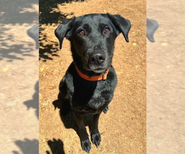 Medium Photo #1 Labrador Retriever-Unknown Mix Puppy For Sale in Sacramento, CA, USA