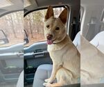Small #1 Huskies  Mix