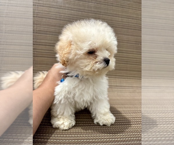 Medium Photo #1 Maltipoo (Miniature) Puppy For Sale in ATLANTA, GA, USA