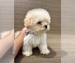 Maltipoo (Miniature) Puppy for sale in ATLANTA, GA, USA