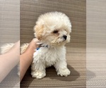 Image preview for Ad Listing. Nickname: Maltipoo Puppy