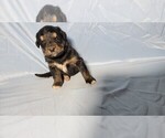 Small Photo #14 Golden Mountain Dog Puppy For Sale in BLACK FOREST, CO, USA