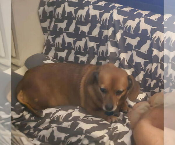 Medium Photo #2 Dachshund-Unknown Mix Puppy For Sale in Charlottesville, VA, USA