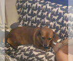 Small #1 Dachshund Mix