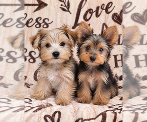 Yorkshire Terrier Puppy for sale in OLIVEHURST, CA, USA