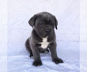 Cane Corso Puppy for sale in NARVON, PA, USA