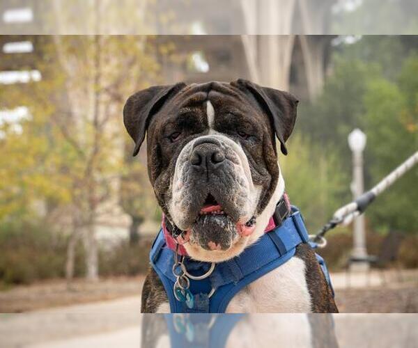 Medium Photo #3 American Bulldog Puppy For Sale in Pasadena, CA, USA