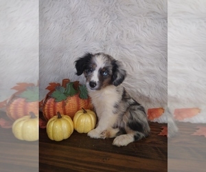 Australian Shepherd Puppy for sale in INDIANAPOLIS, IN, USA