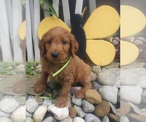Goldendoodle Puppy for sale in FROSTPROOF, FL, USA