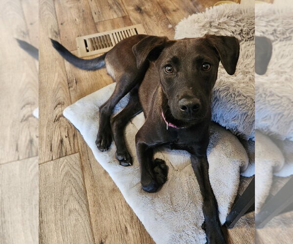 Medium Photo #2 Labrador Retriever Puppy For Sale in Walnutport, PA, USA