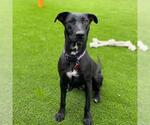 Small #4 Labrador Retriever Mix