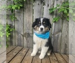 Image preview for Ad Listing. Nickname: Nash