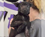 Small #2 German Shepherd Dog Mix