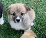 Small #1 Pembroke Welsh Corgi