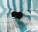 Small #15 French Bulldog