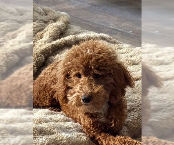 Medium Photo #3 Poodle (Miniature) Puppy For Sale in Fort Wayne, IN, USA