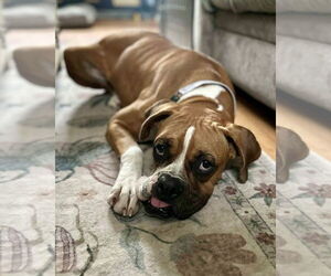 Boxer Dogs for adoption in Dumont, NJ, USA