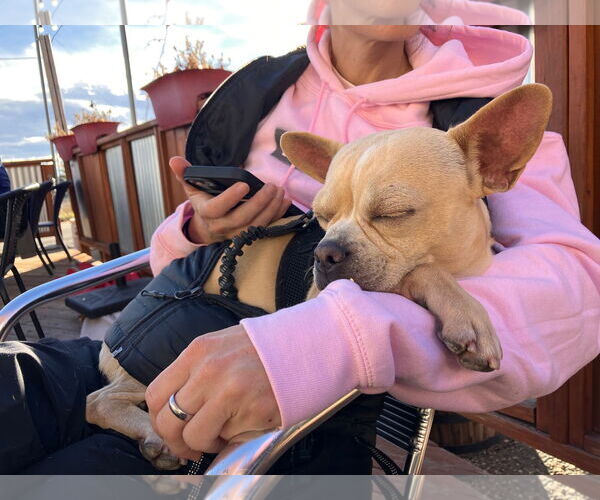 Medium Photo #3 French Bulldog-Unknown Mix Puppy For Sale in Aurora, CO, USA