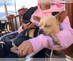 Small Photo #3 French Bulldog-Unknown Mix Puppy For Sale in Aurora, CO, USA