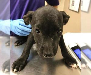 American Pit Bull Terrier-Labrador Retriever Mix Dogs for adoption in Conroe, TX, USA