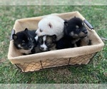 Image preview for Ad Listing. Nickname: Pomsky pups
