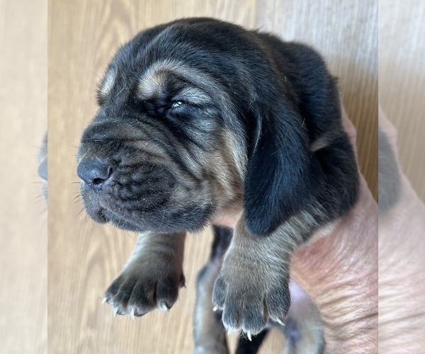 Medium Photo #1 Bloodhound Puppy For Sale in FORT MORGAN, CO, USA