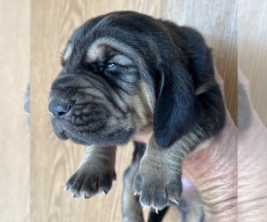 Bloodhound Puppy for sale in FORT MORGAN, CO, USA
