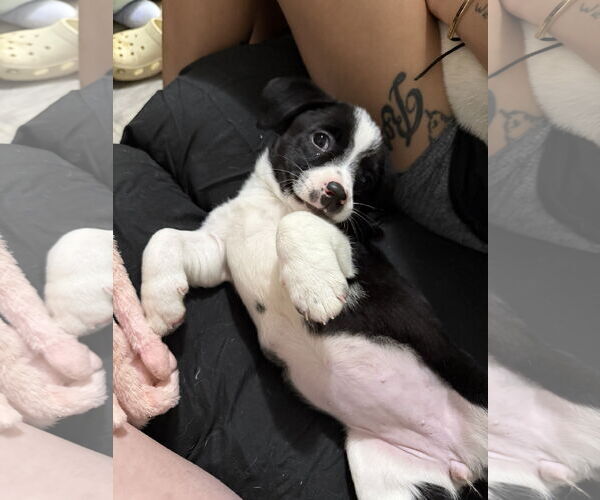 Medium Photo #3 Jack Chi Puppy For Sale in Holly Springs, NC, USA