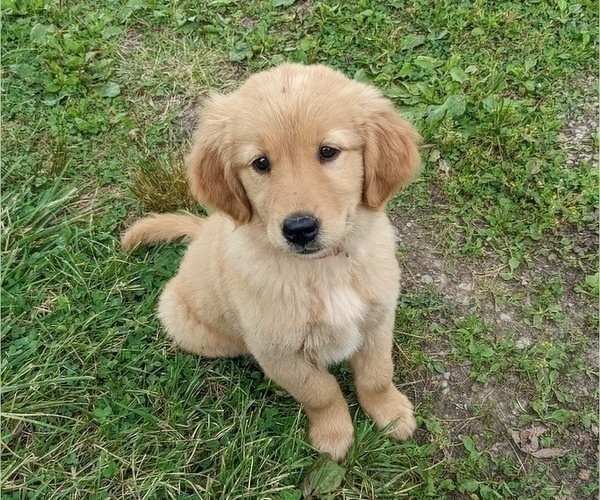 Medium Photo #1 Golden Retriever Puppy For Sale in WOOSTER, OH, USA