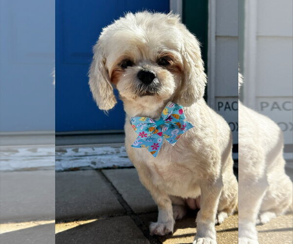 Medium Photo #2 Shih Tzu Puppy For Sale in St. Louis Park, MN, USA