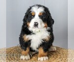Small #3 Bernese Mountain Dog