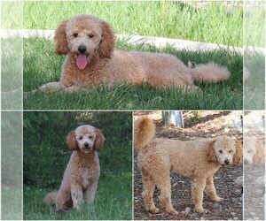 Father of the Goldendoodle puppies born on 11/15/2021