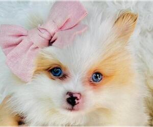 Pomeranian Puppy for sale in MIAMI, FL, USA